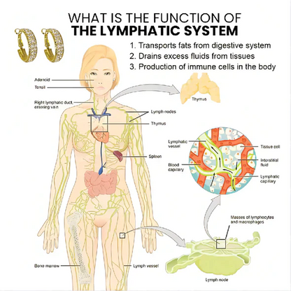 Lymphatic activity hoop earrings(Limited Time Discount 🔥 Last Day)